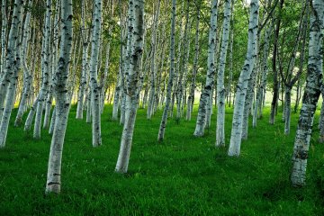 The birch forest