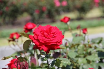 Red rose, soaking up the afternoon sun