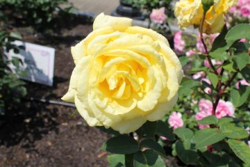 Yellow rose