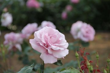 Pink roses, waiting for someone to stop and smell