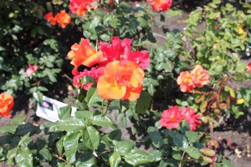 Roses