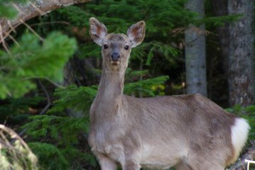 Sika Deer have detected my presence
