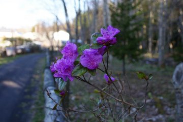 Alpine flowers bloom as the weather warms up