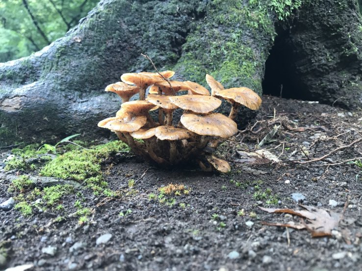 Mushrooms in Meiji Jingu
