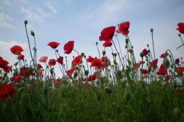 Kirin Brewery's poppy field
