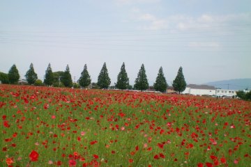 Kirin Brewery's poppy field