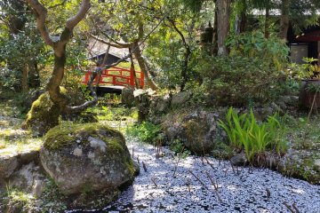 The end of the cherry blossom season