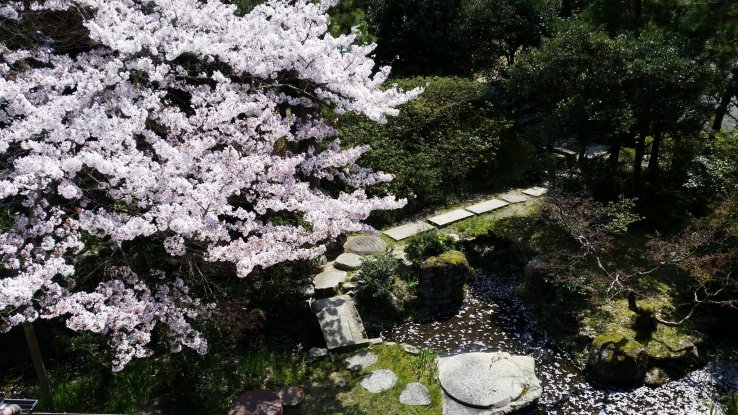 View of sakura from a 2nd-floor room