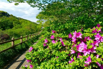 Magenta azaleas along the path
