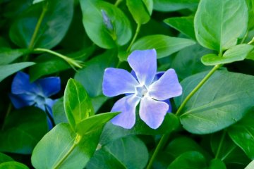 Various wild flowers will sometimes greet you on the path