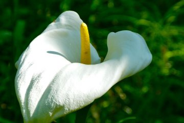 Calla lily blooming near “Panorala-dai”
