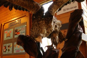 Some of the wildlife you may see