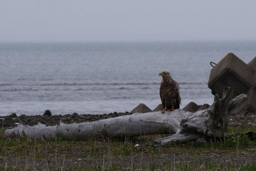 White-tailed Eagle hanging out
