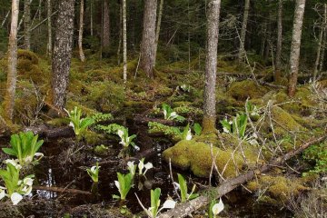 Forest flowers