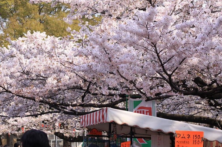 Cherry blossoms on the way to the cafe
