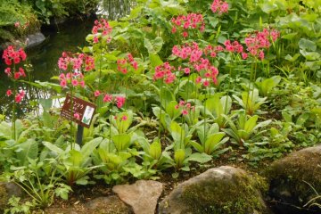 Close-up Japanese primrose