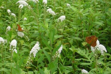 Lots of butterflies