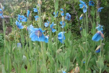 Blue poppy (meconopsis)