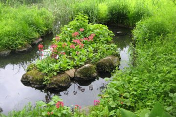 Primula japonica (Japanese primrose)