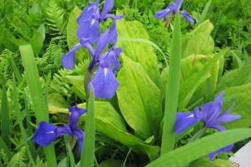 Iris laevigata