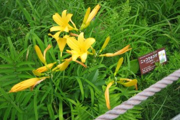 Beautiful lilies