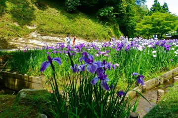 <p>Iris garden behind the main hall</p>