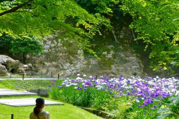 <p>Iris garden</p>
