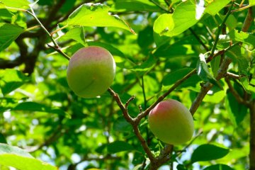 <p>Plums hanging from the tree</p>