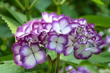 <p>Rare type of hydrangea</p>