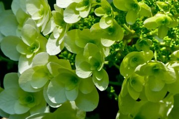 <p>White hydrangea</p>