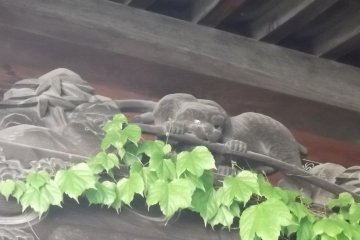 Hungry cat, tasty bamboo