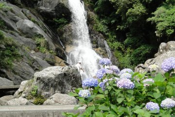 폭포와 수국