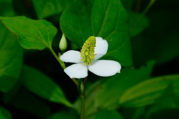Dokudami flower (lizard’s tail)