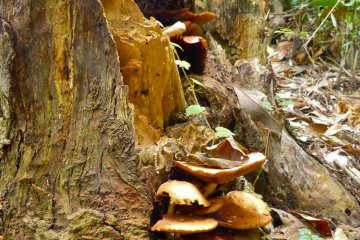Mushrooms growing from an old tree trunk