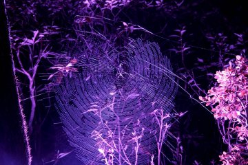 Spiders are caught in the illumination as well