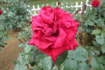 Observe the beautiful flowers along the way