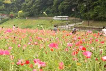 Your heart will flutter along with the flowers. The day I went was just 2 days after the recommended full-bloom day, so most of the poppies were still in a beautiful state.