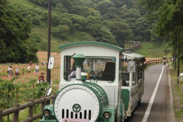 The flower train that brings visitors around the area to all the major landmarks in the park. A one way ticket for adults is 200 yen and 100 yen for children. A map is given, too, so you can plan your route. English maps are available.