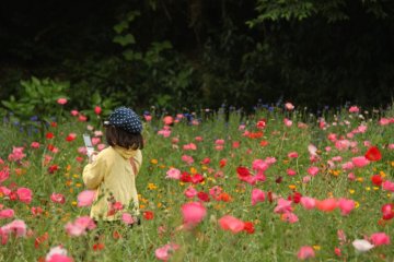 If you stand in just the right location and set your camera in the right place, you can take photos as if you were in a literal ‘sea of flowers’ without having to actually stand in the middle of the flower grounds.