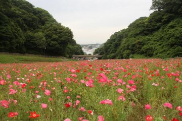 Whether it’s looking from down or up the hill, the flowers seem to stretch on forever. Just thinking about the existence of a  never-ending field of flowers makes me happy!