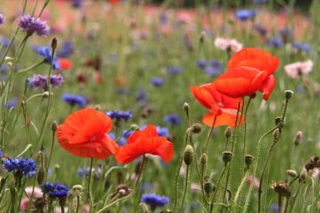 There were so many varieties of the poppies. Colours of the poppies ranged from pink, red, orange, yellow, to the occasional white ones. And not to mention the mixed colour flowers.
