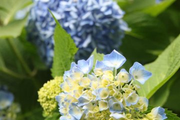 Hydrangeas (ajisai in Japanese) are also famous spring flowers in Japan.