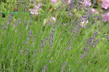 Lavender planted around the hothouse near the herb garden. I didn't manage to enter the hothouse as I arrived after it closed.