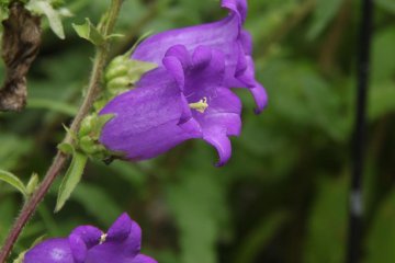 Even the flowers along the roads are beautiful. You can really see the effort the gardeners have put into caring for them.