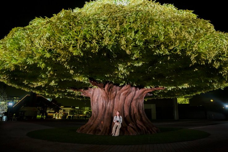 You can sit on the roots of the Mega Tree and watch as the leaves change color