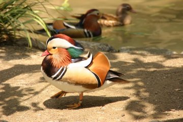 Mandarin ducks in Inokashira Park zoo.