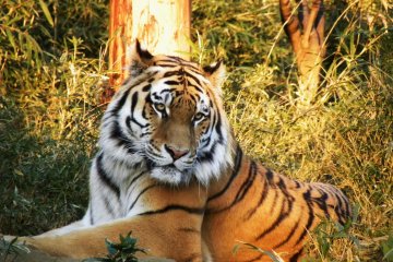 Tama Zoological Park