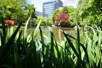 Nature surrounded by modernity