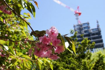 The last of the sakura blossoms