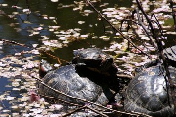 Turtles just catching some rays